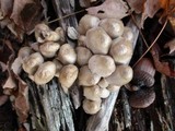 Mycena niveipes image