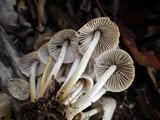 Mycena niveipes image