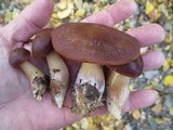 Rhodocollybia butyracea image