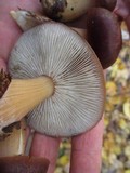 Rhodocollybia butyracea image