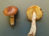 Limacella delicata var. glioderma image