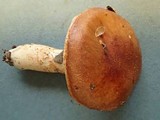 Limacella delicata var. glioderma image