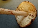 Limacella delicata var. glioderma image