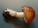 Limacella delicata var. glioderma image
