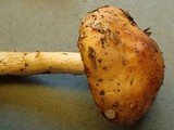 Limacella delicata var. glioderma image