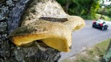 Climacodon septentrionalis image