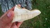 Climacodon septentrionalis image
