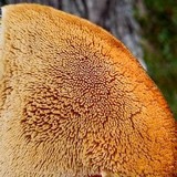 Climacodon septentrionalis image