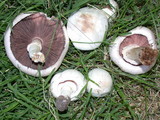 Agaricus californicus image