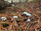 Clitocybe odora image