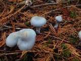 Clitocybe odora image