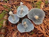 Clitocybe odora image