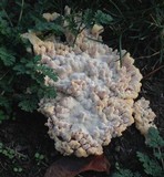 Abortiporus biennis image