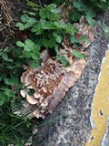 Abortiporus biennis image