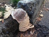 Abortiporus biennis image