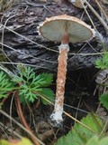 Cystodermella granulosa image