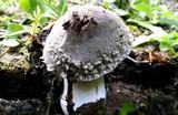 Amanita farinosa image