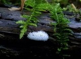 Ceratiomyxa fruticulosa var. fruticulosa image