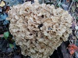 Grifola frondosa image