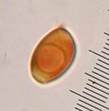 Leucocoprinus cepistipes image
