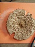 Chlorophyllum olivieri image