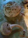 Chlorophyllum olivieri image