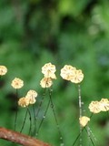 Marasmius guyanensis image