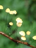 Marasmius guyanensis image