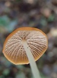 Marasmius cladophyllus image