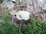 Helvella macropus image