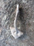 Helvella macropus image