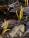 Clavulinopsis amoena image