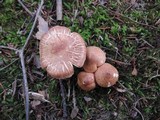 Tricholoma vaccinum image