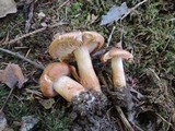 Tricholoma vaccinum image