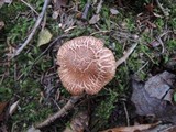 Tricholoma vaccinum image