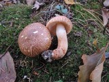 Tricholoma vaccinum image