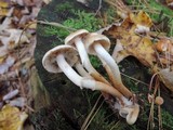 Hypholoma capnoides image