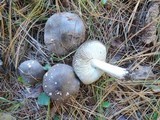 Tricholoma terreum image