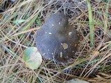 Tricholoma terreum image