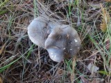 Tricholoma terreum image