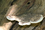 Trametes gibbosa image