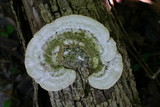 Trametes gibbosa image