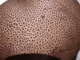 Scleroderma areolatum image
