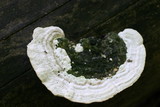 Trametes gibbosa image