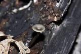 Arrhenia epichysium image