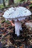 Amanita smithiana image