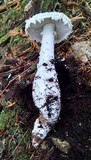 Amanita smithiana image