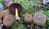 Cortinarius semisanguineus image