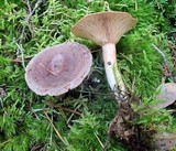 Lactarius mammosus image