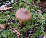 Cortinarius cinnamomeus image